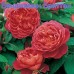 Троянда Бенджамин Бриттен (Роза Benjamin Britten)